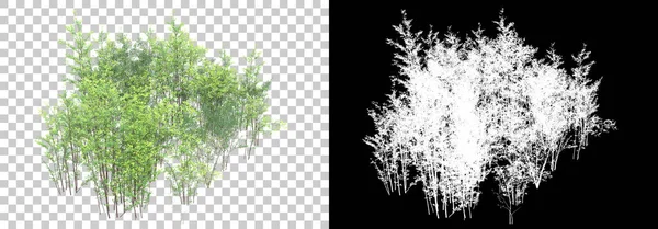 Plantas Forestales Aisladas Sobre Fondo Con Máscara Representación Ilustración —  Fotos de Stock