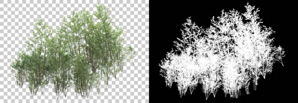 Plantas Forestales Aisladas Sobre Fondo Con Máscara Representación Ilustración — Foto de Stock