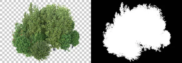 Plantas Verão Verdes Isoladas Fundo Com Máscara Renderização Ilustração — Fotografia de Stock