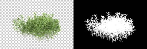 Grüne Sommerpflanzen Isoliert Auf Dem Hintergrund Mit Maske Darstellung Illustration — Stockfoto