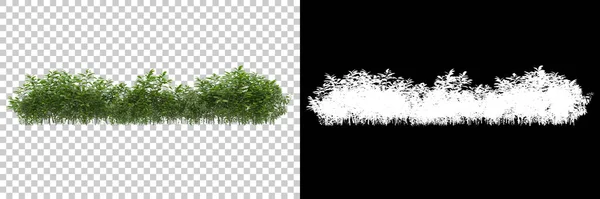 绿色的夏季植物 背对着面具隔离 3D渲染 — 图库照片