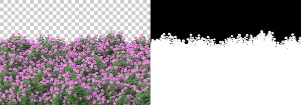 Plantas Verão Verdes Isoladas Fundo Com Máscara Renderização Ilustração — Fotografia de Stock