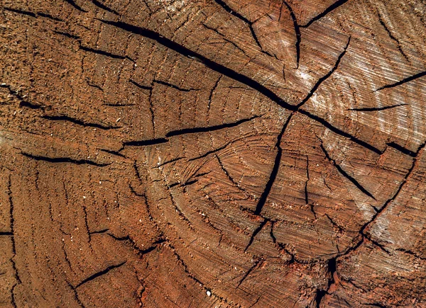 Деревянная текстура с трещинами. Текстура дерева — стоковое фото