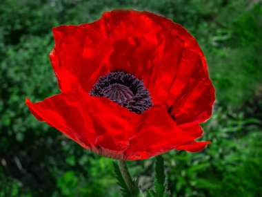 vahşi haşhaş çiçek otların arasında yalnız