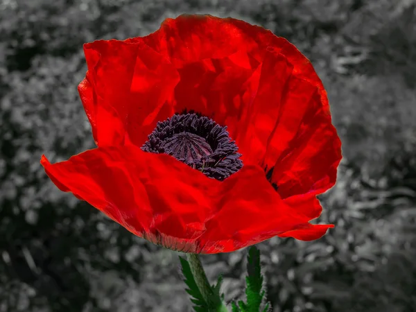 Wild poppy bloem — Stockfoto