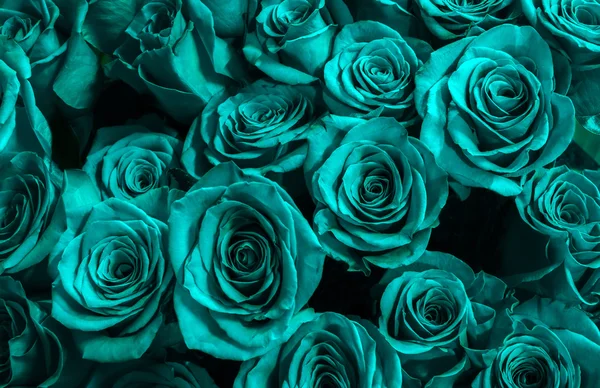 Carte de voeux aux roses bleues — Photo