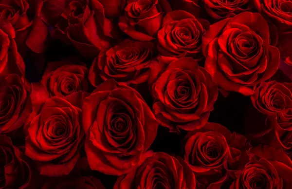 Roses rouges isolées sur un fond noir. Carte de voeux avec ro — Photo