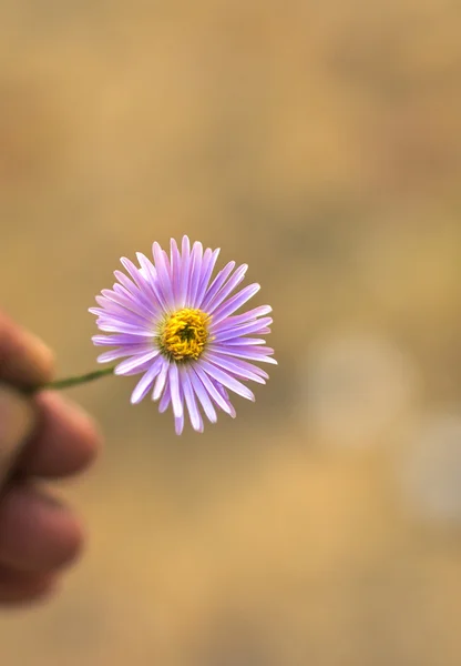 Mano sosteniendo la flor silvestre sobre un fondo borroso — Foto de Stock