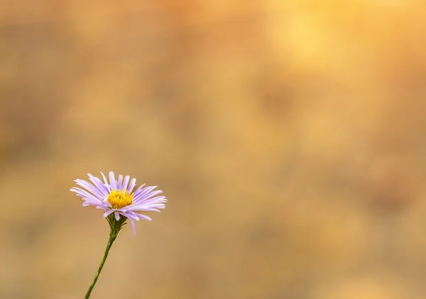 Flor silvestre alcanza para el sol sobre un fondo borroso —  Fotos de Stock