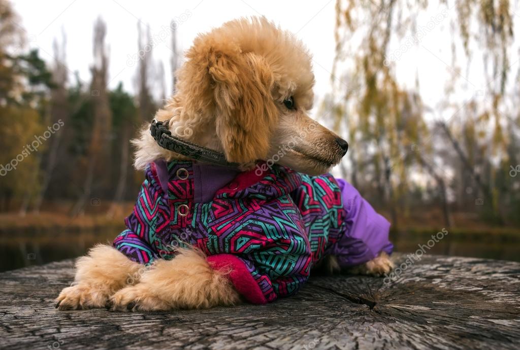 Standard Poodle Clothes 2025