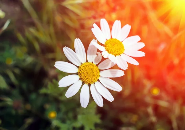 Wilde Gänseblümchen bei Sonnenuntergang. — Stockfoto