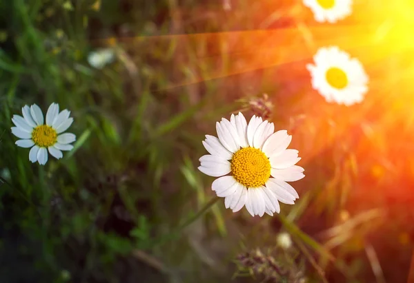 Wildes Gänseblümchen bei Sonnenuntergang. — Stockfoto