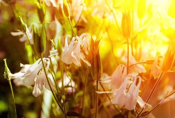 Primavera flores púrpuras en el jardín al atardecer — Foto de Stock