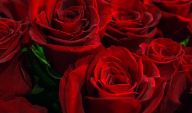 tomurcukları kırmızı güller portre.