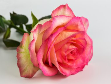 Çiçek closeup yalan yükseldi. arka plan çiçek.