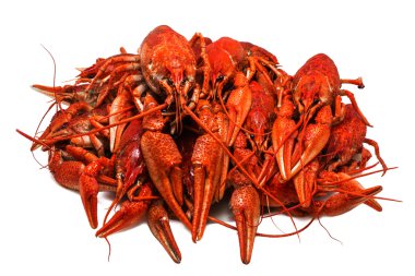  juicy boiled crawfish closeup isolated . seafood. clipart