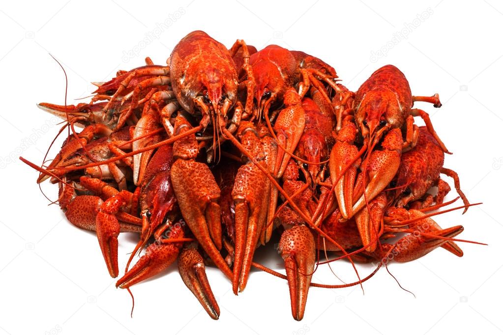  juicy boiled crawfish closeup isolated . seafood.