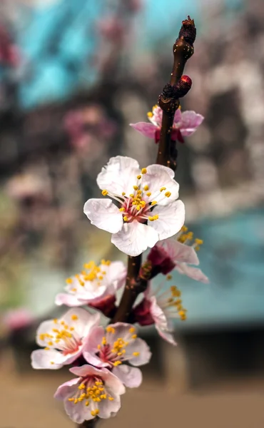 被写体の背景にピンクの花と木. — ストック写真