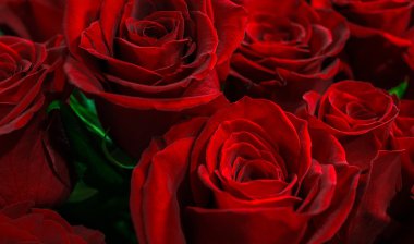  kırmızı gül yakın çekim. 