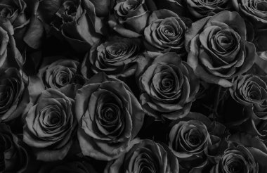 güzel güller yakın çekim. Festival buket. background.Greeting c