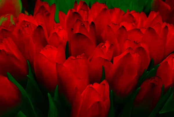 Tulipe. tulipes rouges abstraites. tulipes rouges feu . — Photo
