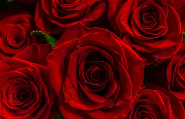 Belles roses rouges en gros plan. fond. carte de vœux avec flo — Photo