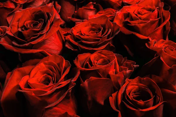 Naturliga röda rosor bakgrund — Stockfoto