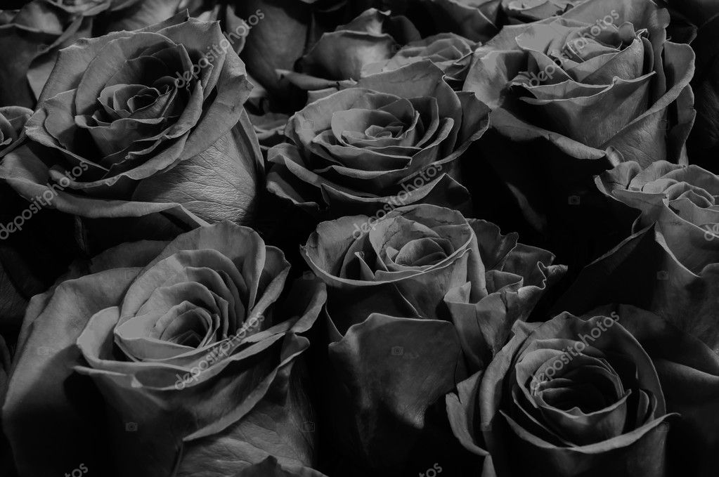 Roses Background Black Roses Stock Photo Image By C Lumppini