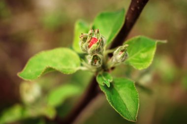 pembe tomurcuk bahar meyve ağacı arka plan bulanık. 