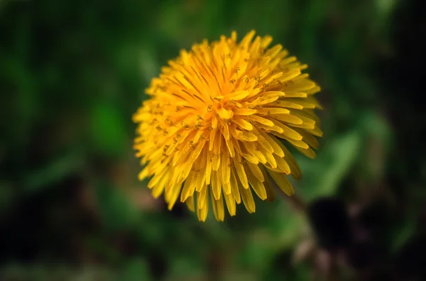 Dente-de-leão de flor selvagem. flor de verão em um fundo borrado . — Fotografia de Stock