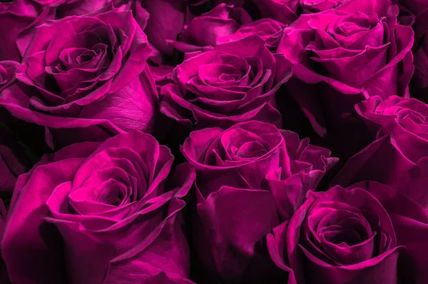 Naturliga lila rosor isolerad på en svart bakgrund — Stockfoto