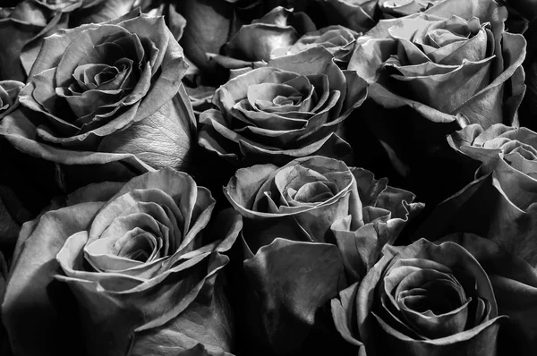 Mörka svarta rosor bakgrund — Stockfoto