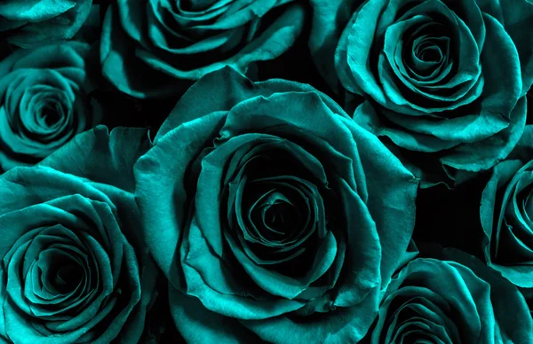 Roses bleues isolées sur un fond noir. carte de vœux avec f — Photo