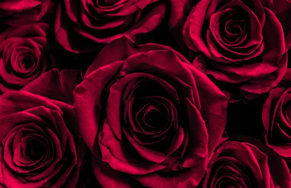 紫色玫瑰被隔离在黑色背景。贺卡与 — 图库照片