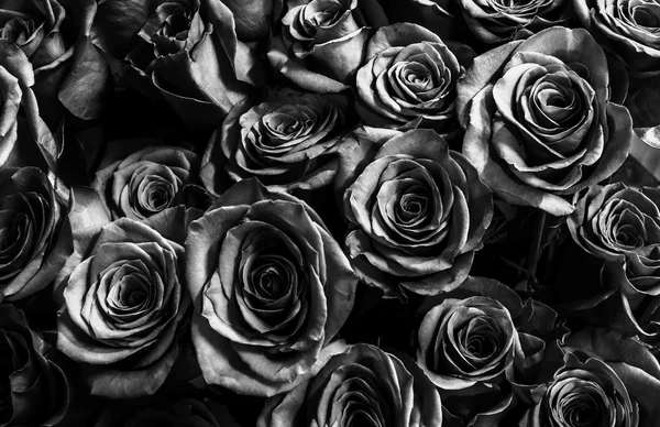 Kory roses czarny background.greeting karty. — Zdjęcie stockowe