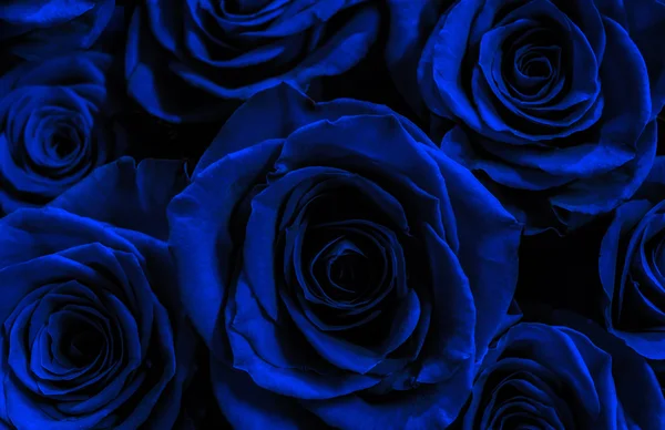 Roses bleu foncé isolées sur un fond noir. carte de vœux wi — Photo