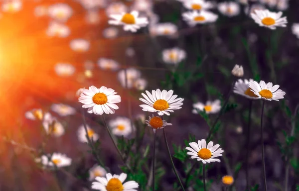 Wildblumen, Gänseblümchen im Sommersonnenuntergang. — Stockfoto