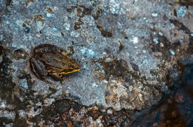 kurbağa, doğal kamuflaj.