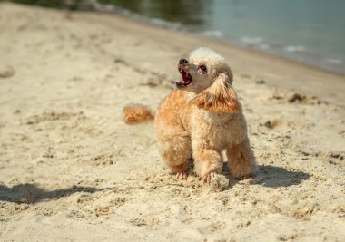 kızgın havlayan köpek saldırı sahilde. 