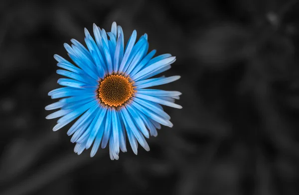 Flor azul selvagem, camomila close-up em um fundo borrado . — Fotografia de Stock
