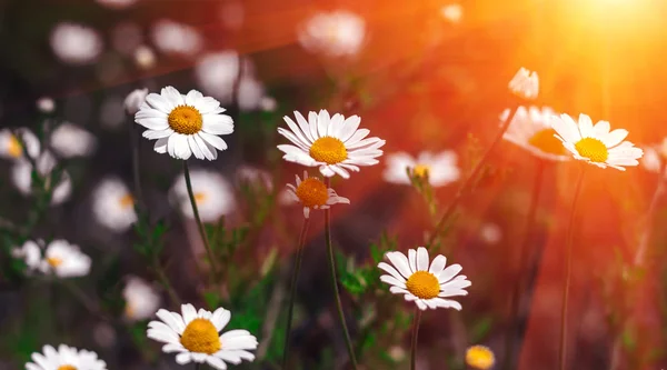 Flores silvestres, margarita en el atardecer de verano . — Foto de Stock