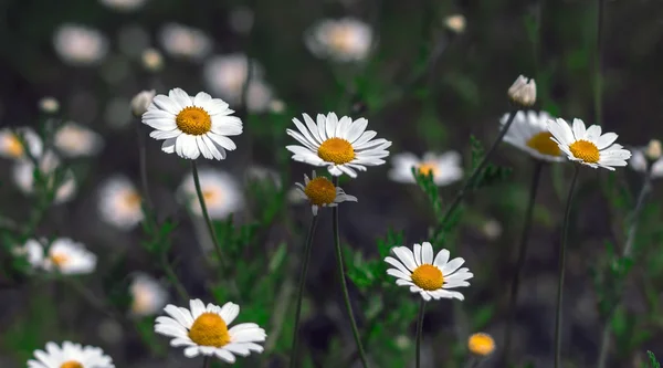 Flores silvestres, margarita  . — Foto de Stock