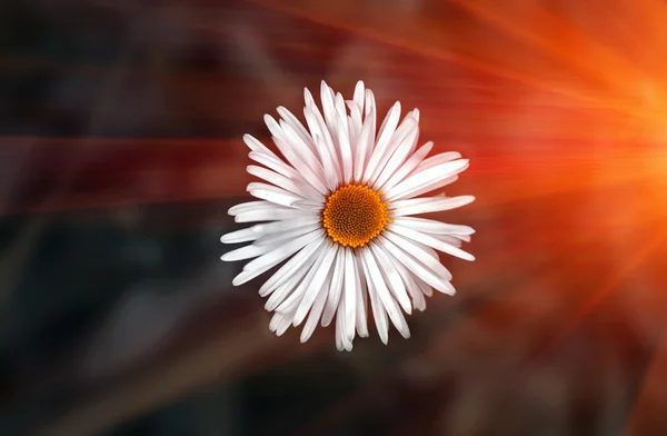 Wildblume, Kamille in Nahaufnahme bei Sonnenuntergang. Ansicht von oben. — Stockfoto