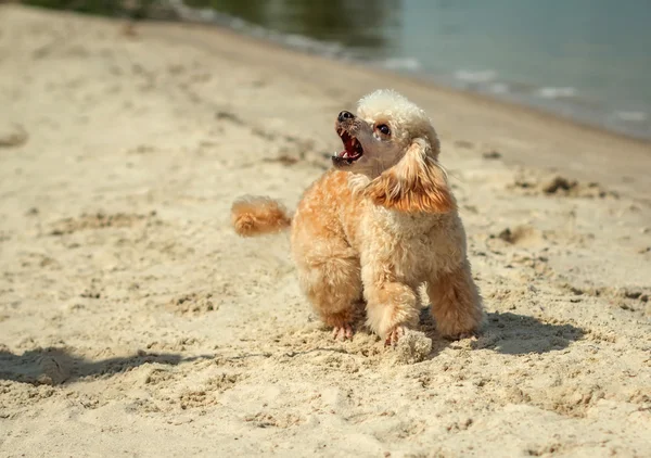 kızgın havlayan köpek saldırı sahilde. 