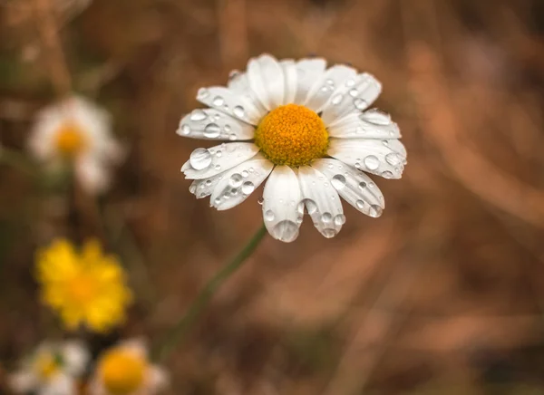 Flor de margarita silvestre en el rocío de la mañana — Foto de Stock