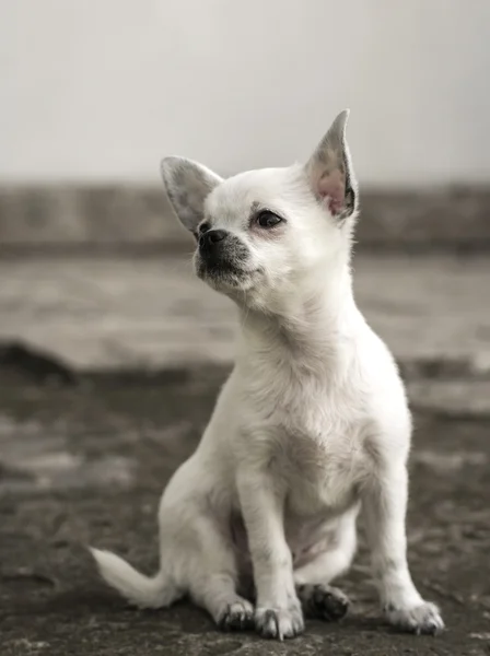 Chihuahua puppy sitting . — Stock Photo, Image