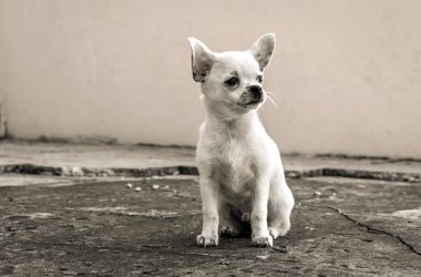arayan beyaz köpek chihuahua oturur 