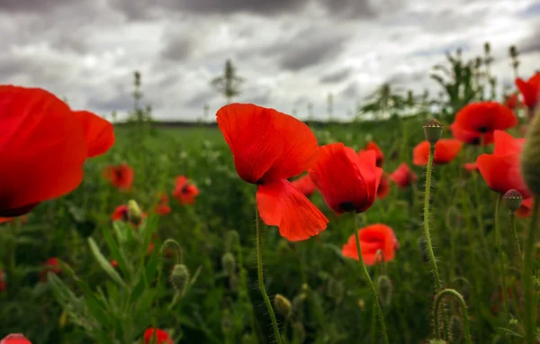 Champ de fleurs de pavot sauvage — Photo