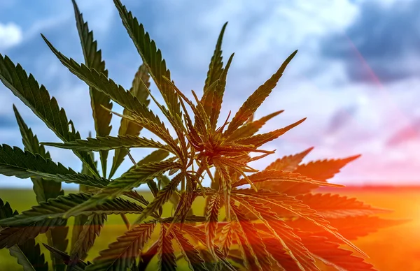 Marijuana cespuglio al tramonto — Foto Stock