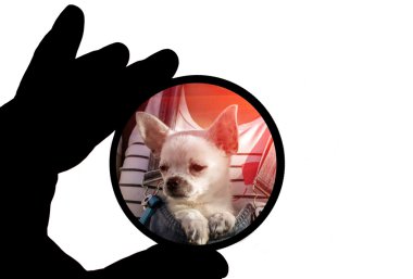 Çerçeve içinde komik chihuahua köpek yavrusu